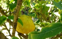 Evviva Capicorsu incù Alimea è musica : le "Cap jusqu'au bout de la Corse"