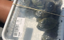 Vente de crabes vivants pour la pêche au vif : deux magasins Décathlon en Corse visés par une plainte