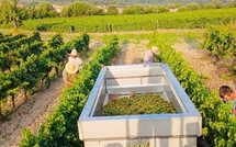 En Corse les vendanges ont débuté, mais la date est de plus en plus difficile à prévoir
