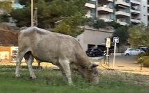 VIDÉO - Bastia : un taureau dans la ville