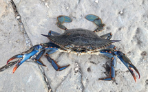 Cap Corse - Alerte aux crabes bleus dans la baie d’Alisu