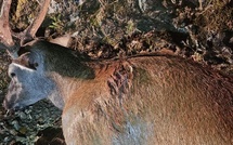 Un cerf tué à Castifau, le PNRC dépose plainte