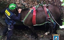 Corse-du-Sud : les pompiers sauvent un cheval tombé d’un pont