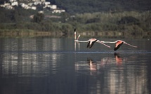 A màghjina : i fiaminghi rossi di u stagnu di Chjurlinu