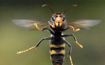 Ajaccio : nouveau signalement de frelon asiatique en plein centre-ville