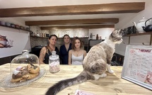 Un bar à chats pas comme les autres a ouvert ses portes à Ajaccio
