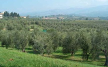 Pas de Xylella fastidiosa en Toscane : Feu vert du Gouvernement italien à l’exportation de plantes (en Corse ?)