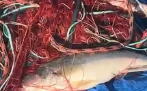 Aleria -  Des pêcheurs en colère contre l'OEHC