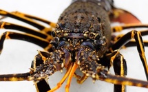 Langoustes : la pêche professionnelle interdite en Corse du 1er octobre au 1er mars