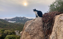 A màghjina - U misgiu di Roccapina