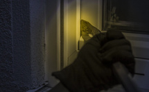 Les cambriolages en nette diminution en Corse-du-Sud