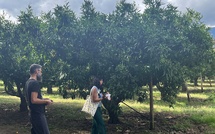 Les élèves du lycée agricole de Borgo formés à la lutte contre les ravageurs des agrumes