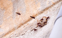 Un nid de frelon oriental découvert à Ajaccio, une première en Corse