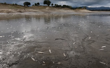 Teppe Rosse : la polémique enfle après des images de poissons morts dans le barrage
