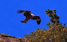 A màghjina - U filanciu Carbinesu