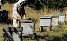 Récolte de miel 2025 : une saison morose pour les apiculteurs corses