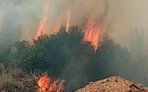 Incendie virulent à Cagnanu.10 hectares parcourus par les flammes. La RD 80 coupée