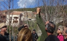 Mazzola : Un verger conservatoire pour les pommiers anciens