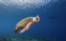 Un appel aux dons pour créer le premier centre de soins des tortues marines en Corse