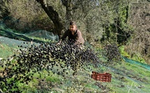 « Une année atroce » : les oléiculteurs corses frappés de plein fouet par la chaleur et les intempéries