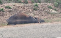 De nouveaux bovins tués sur la rive sud du golfe d’Ajaccio