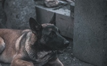 François-Xavier Ceccoli veut frapper fort contre les sévices sur les animaux