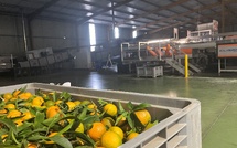 Des lycéens du Gard à la découverte des secrets de la logistique de la clémentine corse