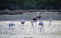 A màghjina - Baruffa in Santa Ghjulia