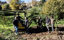 Les jeunes châtaigniers de Bocognano prêts à prendre racine