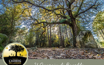 Le chêne pubescent de Quenza candidat au Concours de l’Arbre de l’année 2025