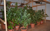 Bastia : Peines de prison pour trafic de cocaïne et de cannabis