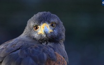 À Ajaccio, les faucons sont de retour pour la campagne d’effarouchement