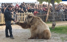 Marché de Noël d'Appietto : Après la polémique née autour de l'ours Shadow, la mairie annule aussi la venue des rapaces