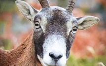 A màghjina - U bellu sguardu di u mufrone d’Ascu