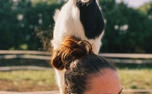 À Feliceto, un élevage rare de chèvres miniatures