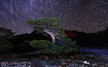 A màghjina - U vechju pinu di Bavella sottu à u muvimentu di l’astri