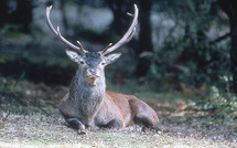 Dégâts causés par le cerf corse : « On est dans un no man’s land juridique »