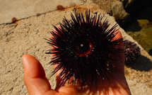 La pêche aux oursins fermée en Corse jusqu’au 15 février