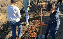 À Patrimonio, des élèves plantent 250 arbres pour la protection des vignes