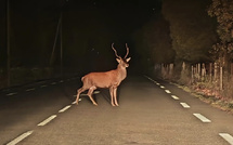 A màghjina - Strada d’Altiani, strada di i cervi