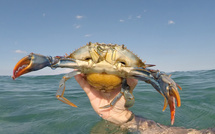 Le crabe bleu poursuit sa conquête des lagunes corses : une invasion sous surveillance permanente