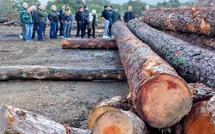 Sotta - Comment la nouvelle scierie portée par Delta Bois tente de relancer la filière insulaire
