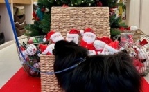 Noël : Quand nos compagnons à quatre pattes s'invitent au pied du sapin