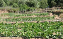 Pigna : Orte di Qui condamne les exactions commises sur l'exploitation de la maraîchère