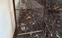 Ajaccio : Une cage de capture de sangliers sabotée à la résidence des Îles