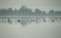 A màghjina - I flamingui di Chjurlinu