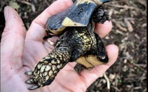 Corse-du-Sud : des associations dénoncent l’enterrement de procédures pour infractions environnementales