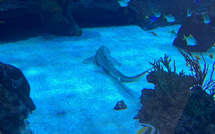Des associations de protection de la vie animale demandent la fermeture de l'aquarium du Leclerc de Baleone