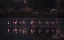 A màghjina - I belli flamingui di Chjurlinu