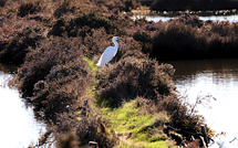 A màghjina - In i salini di Portivechju